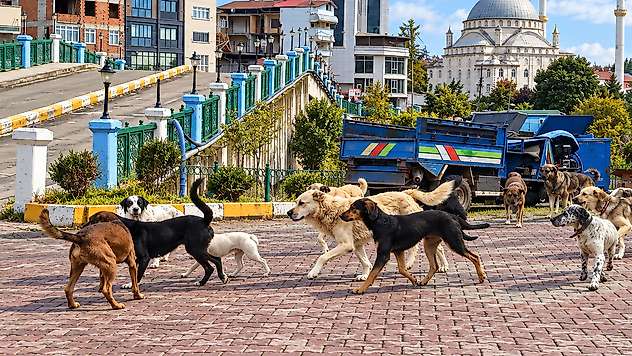 Sahipli Köpekleri Salıpazarı'na Bıraktılar: Ceza Gündemde