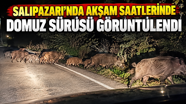Salıpazarı'nda Akşam Saatlerinde Domuz Sürüsü Görüntülendi
