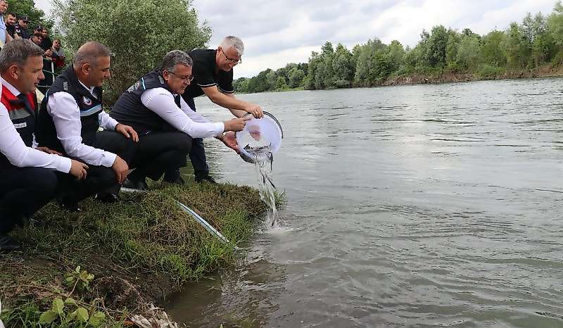 Çarşamba'da 30 Bin Mersin Balığı Suya Salındı