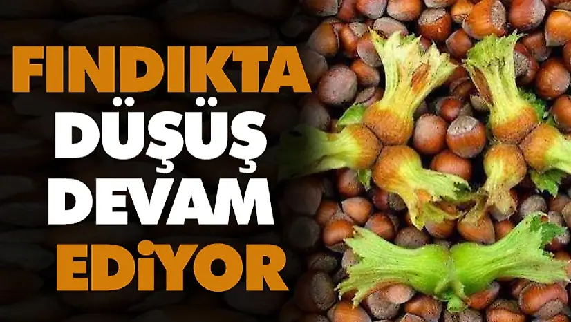 Fındıkta Düşüş Devam Ediyor