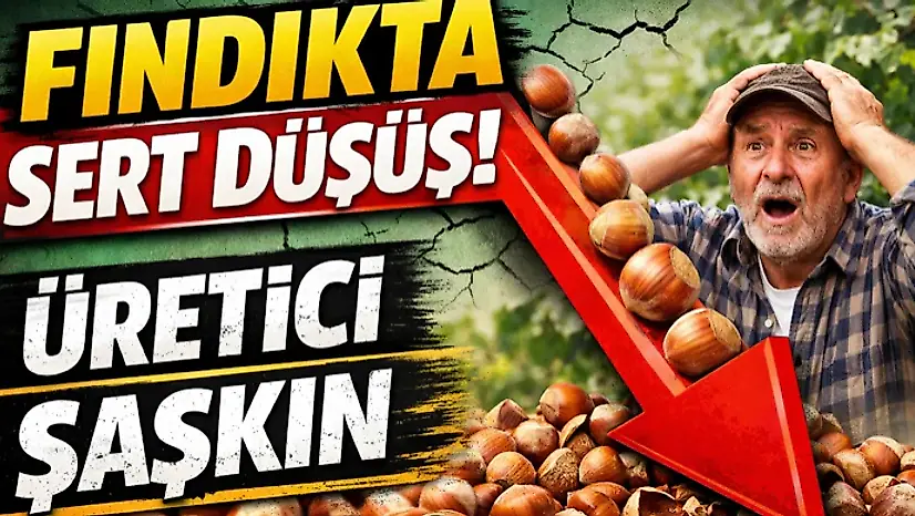 Fındıkta Sert Düşüş! Üretici Şaşkın