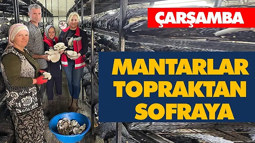 Mantarlar Topraktan Sofraya