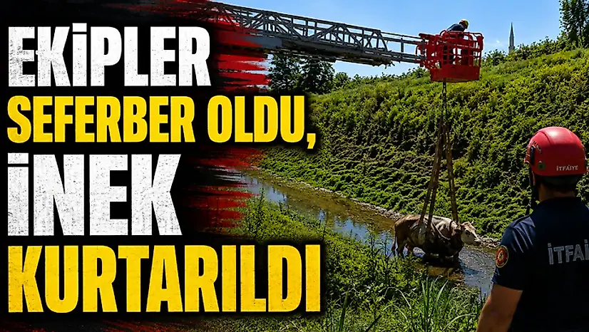 Ekipler Seferber Oldu, İnek Kurtarıldı