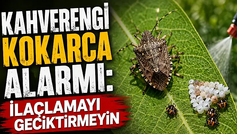 Kahverengi Kokarca Alarmı: İlaçlamayı Geciktirmeyin