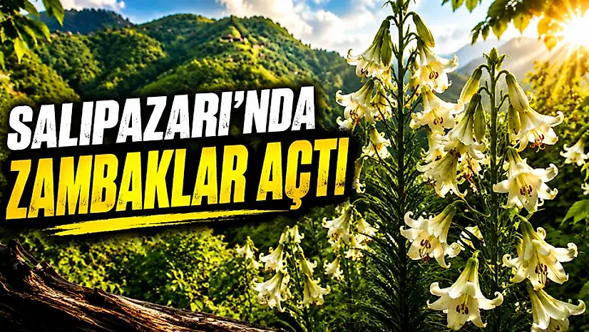 Salıpazarı'nda Zambaklar Açtı