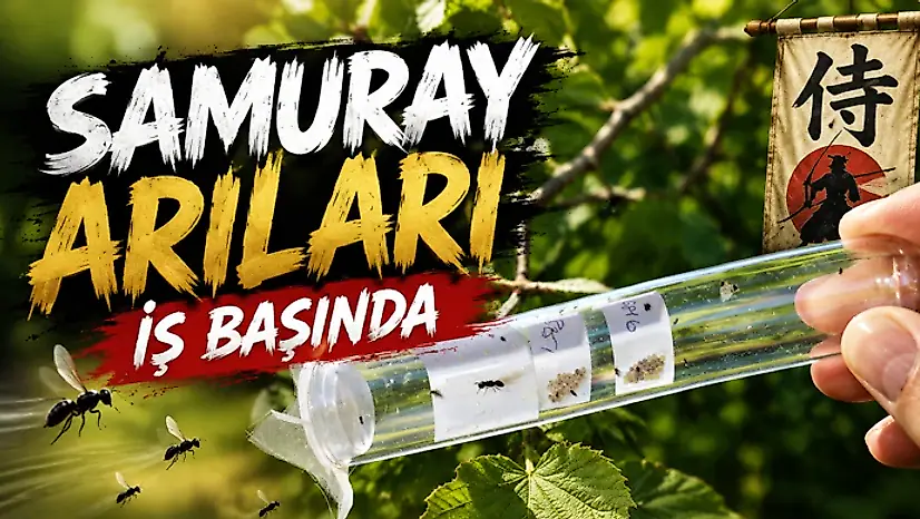 Samuray Arıları İş Başında