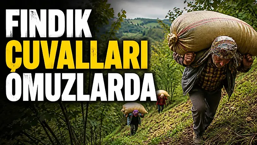 Fındık Çuvalları Omuzlarda