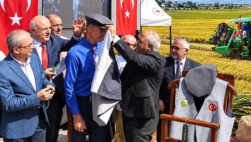 Bafra'da Türkiye'de Bir İlk: Çeltik Ağası 400 Bin Lirayla Seçildi