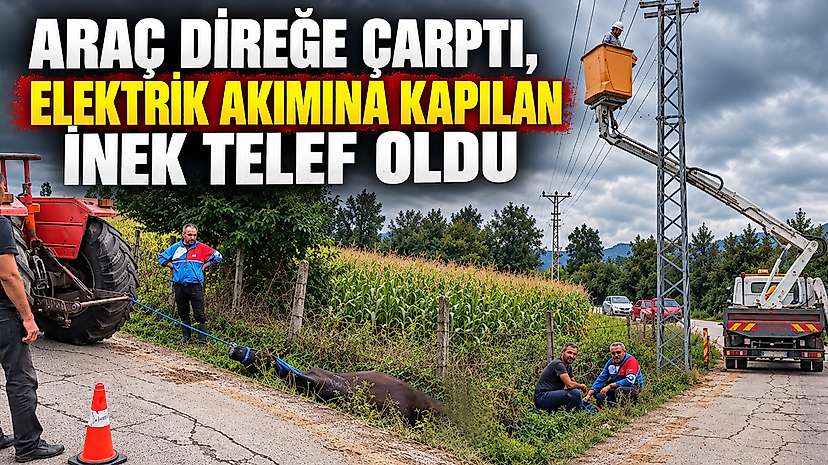Araç Direğe Çarptı, Elektrik Akımına Kapılan İnek Telef Oldu
