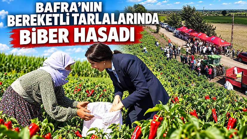 Bafra’nın Bereketli Tarlalarında Biber Hasadı