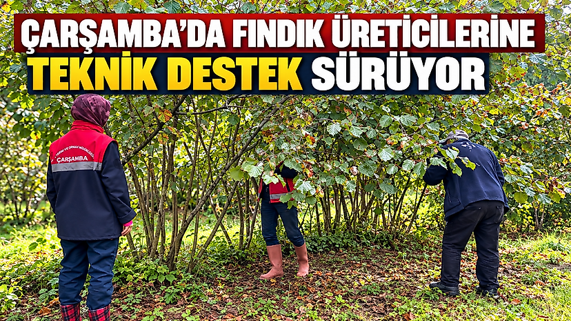 Çarşamba’da Fındık Üreticilerine Teknik Destek Sürüyor