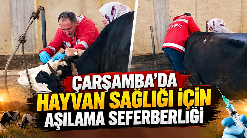 Çarşamba’da Hayvan Sağlığı İçin Aşılama Seferberliği