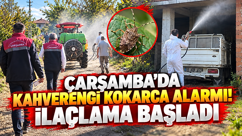 Çarşamba'da kahverengi kokarca alarmı! İlaçlama başladı