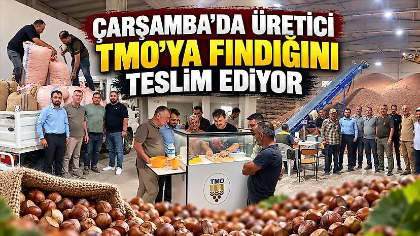 Çarşamba’da Üretici TMO’ya Fındığını Teslim Ediyor