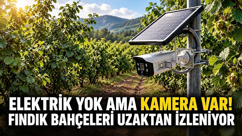 Elektrik yok ama kamera var: Fındık bahçeleri uzaktan izleniyor