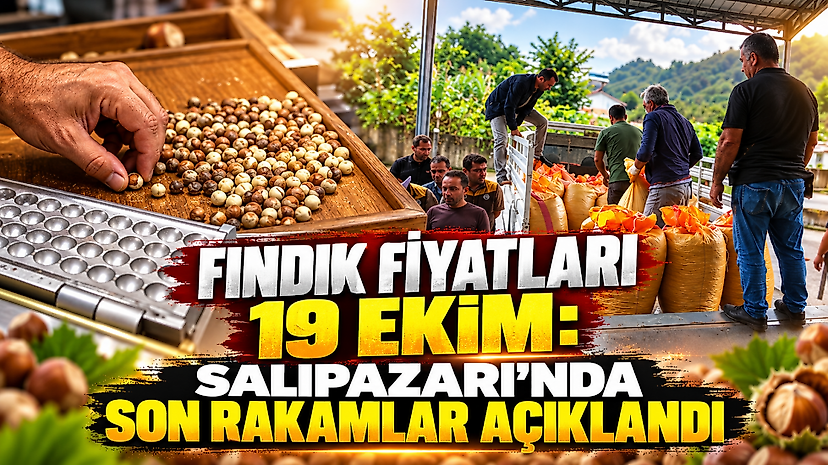 Fındık fiyatları 19 Ekim: Salıpazarı'nda son rakamlar açıklandı