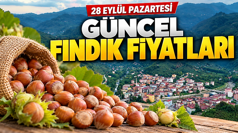 Fındık Fiyatları 28 Eylül: Çarşamba, Terme Ve Salıpazarı