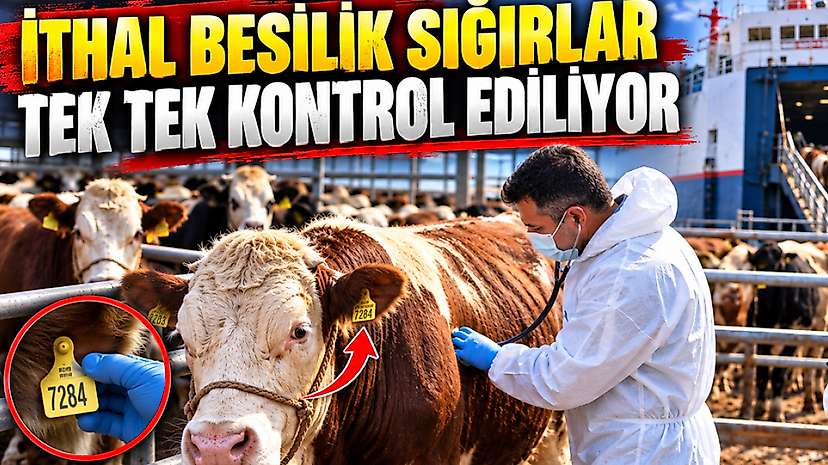 İthal Besilik Sığırlar Tek Tek Kontrol Ediliyor