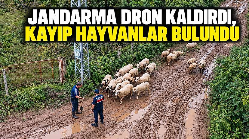 Jandarma Dron Kaldırdı, Kayıp Hayvanlar Bulundu