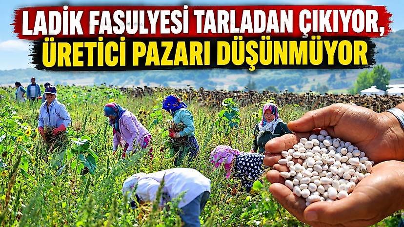 Ladik Fasulyesi Tarladan Çıkıyor, Üretici Pazarı Düşünmüyor
