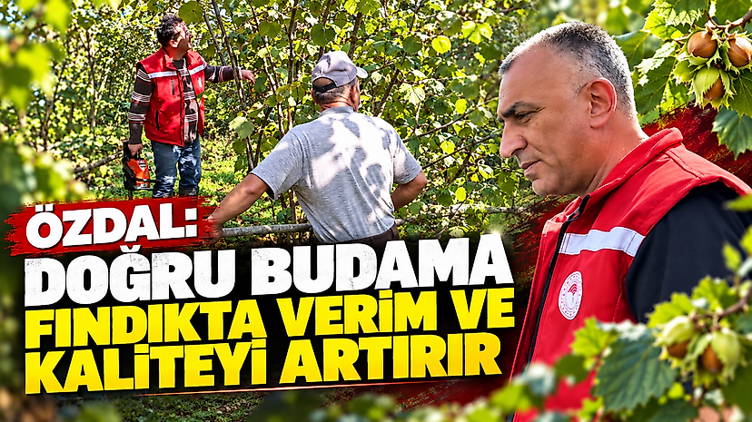 Özdal: Doğru Budama Fındıkta Verim ve Kaliteyi Artırır