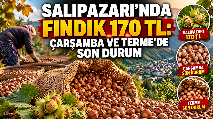 Salıpazarı’nda fındık 170 TL: Çarşamba ve Terme’de son durum