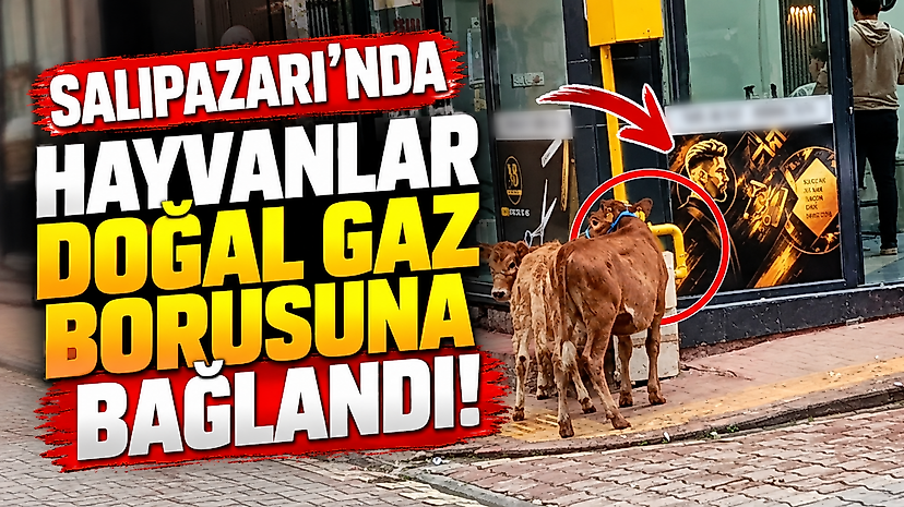 Salıpazarı'nda Hayvanlar Doğal Gaz Borusuna Bağlandı!