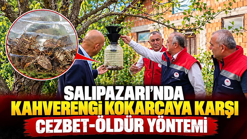 Salıpazarı’nda Kahverengi Kokarcaya Karşı Cezbet-Öldür Yöntemi
