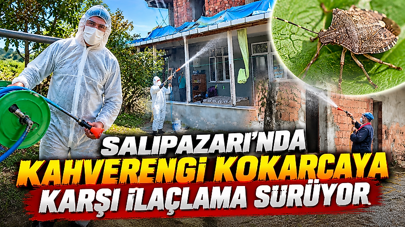 Salıpazarı'nda Kahverengi Kokarcaya Karşı İlaçlama Sürüyor