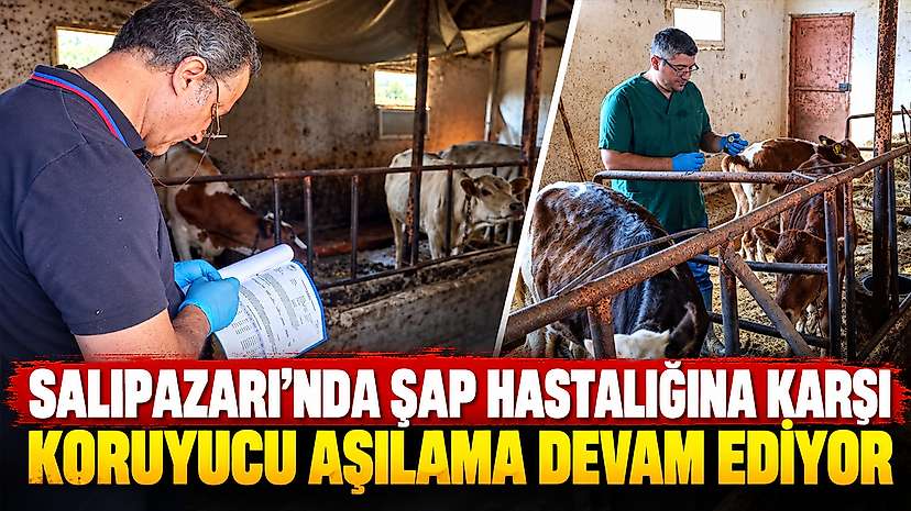 Salıpazarı’nda Şap Hastalığına Karşı Koruyucu Aşılama Devam Ediyor