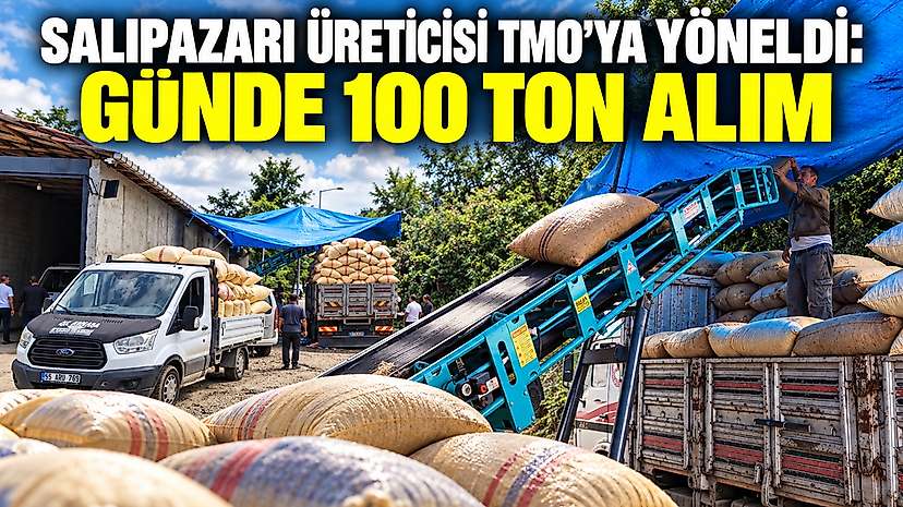Salıpazarı Üreticisi TMO’ya Yöneldi: Günde 100 Ton Alım
