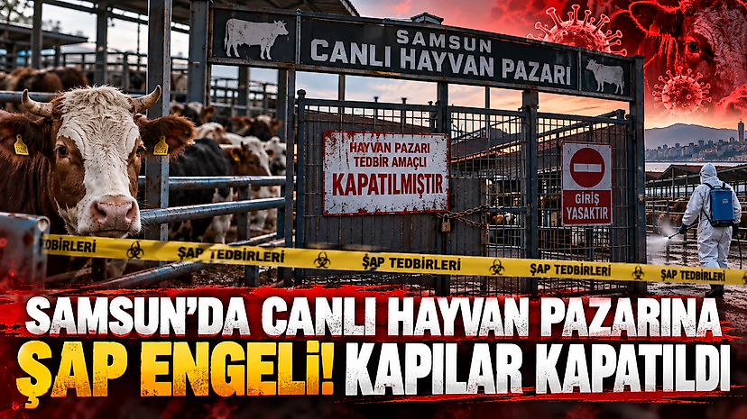 Samsun'da Canlı Hayvan Pazarına Şap Engeli! Kapılar Kapatıldı
