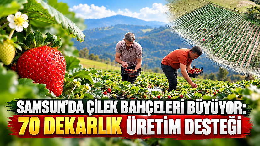 Samsun’da çilek bahçeleri büyüyor: 70 dekarlık üretim desteği
