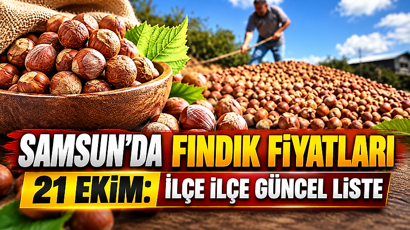Samsun'da fındık fiyatları 21 Ekim: İlçe ilçe güncel liste