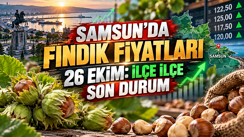 Samsun'da Fındık Fiyatları 26 Ekim: İlçe İlçe Son Durum