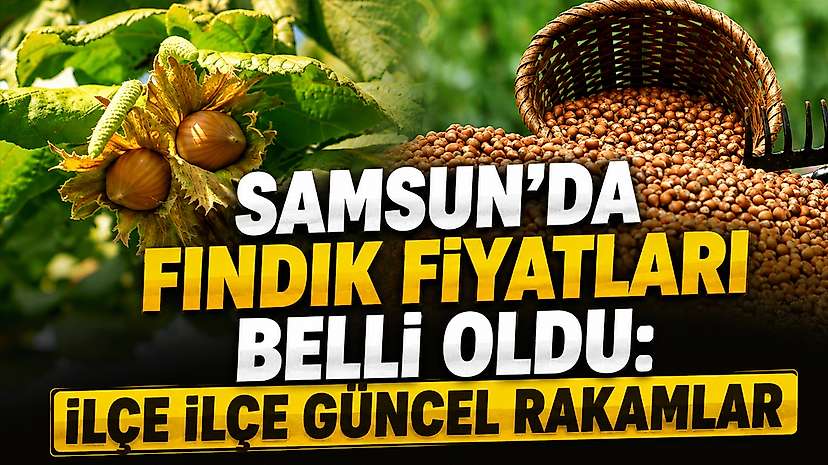 Samsun’da Fındık Fiyatları Belli Oldu: İlçe İlçe Güncel Rakamlar