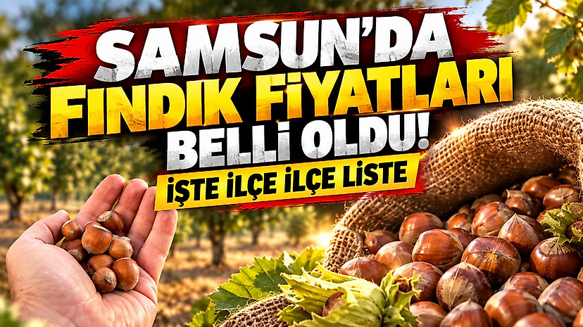 Samsun'da Fındık Fiyatları Belli Oldu! İşte İlçe İlçe Liste