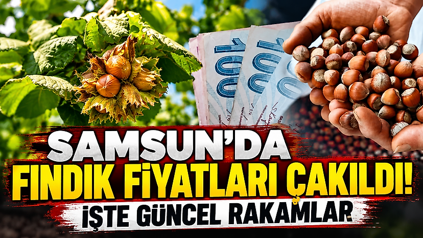 Samsun'da Fındık Fiyatları Çakıldı! İşte Güncel Rakamlar