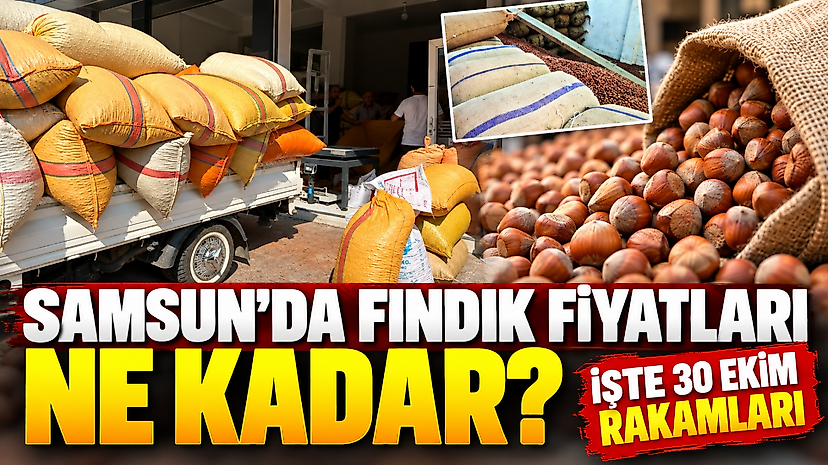 Samsun'da fındık fiyatları ne kadar? İşte 30 Ekim rakamları