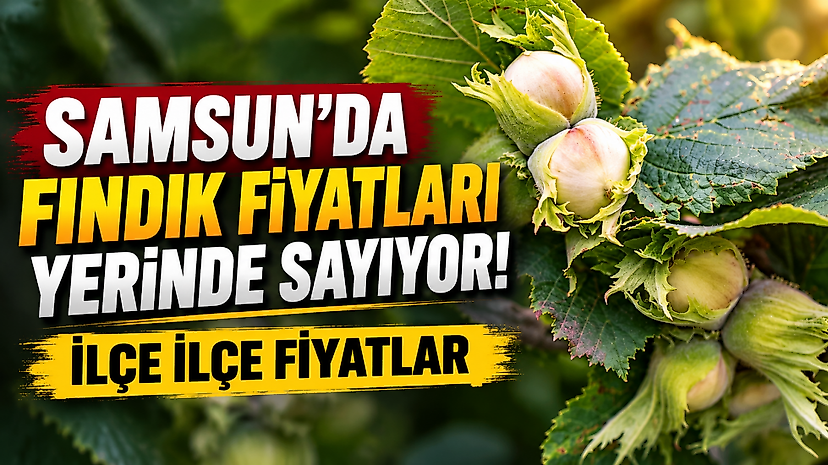 Samsun'da fındık fiyatları yerinde sayıyor! İlçe ilçe fiyatlar