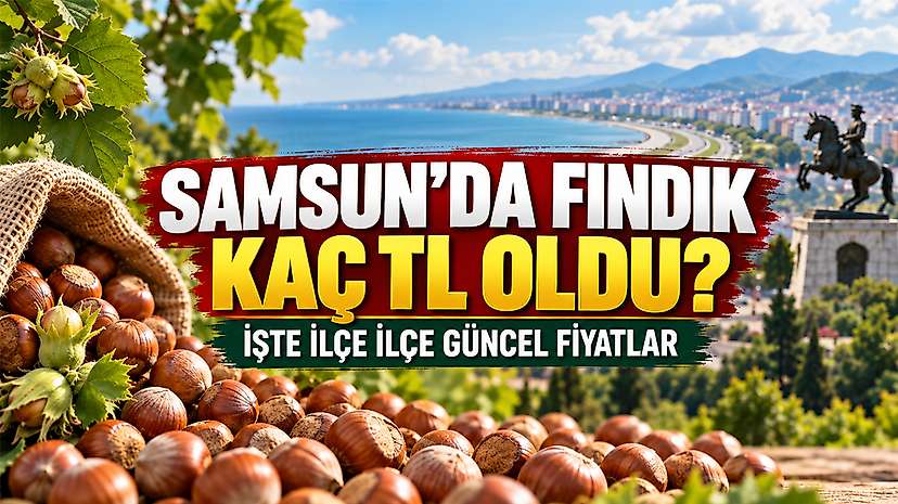 Samsun’da Fındık Kaç TL Oldu? İşte İlçe İlçe Güncel Fiyatlar