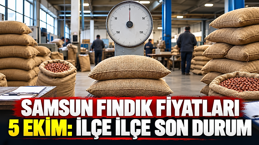 Samsun fındık fiyatları 5 Ekim: İlçe ilçe son durum