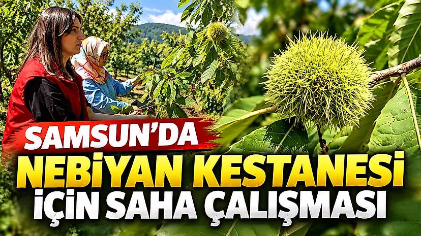 Samsun’da  Nebiyan Kestanesi İçin Saha Çalışması