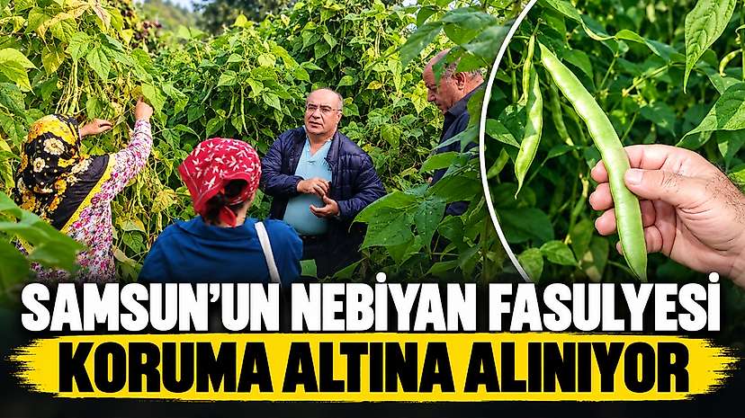 Samsun’un Nebiyan Fasulyesi Koruma Altına Alınıyor