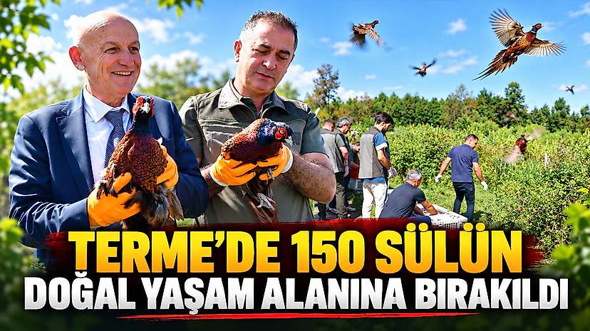 Terme’de 150 Sülün Doğal Yaşam Alanına Bırakıld