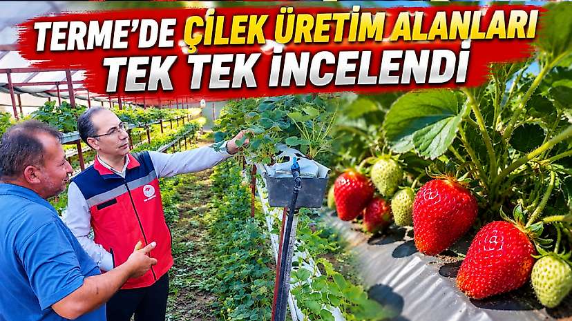 Terme’de Çilek Üretim Alanları Tek Tek İncelendi