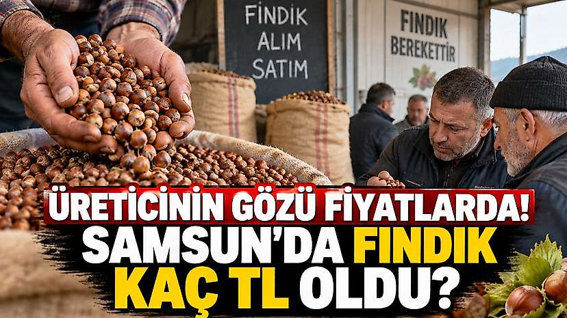 Üreticinin Gözü Fiyatlarda! Samsun’da Fındık Kaç TL Oldu?