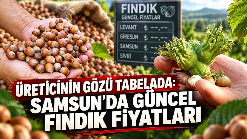 Üreticinin Gözü Tabelada: Samsun’da Güncel Fındık Fiyatları