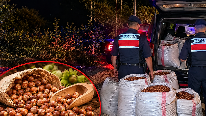 Çarşamba'da Jandarmadan Fındık Hırsızlarına Suçüstü Baskın