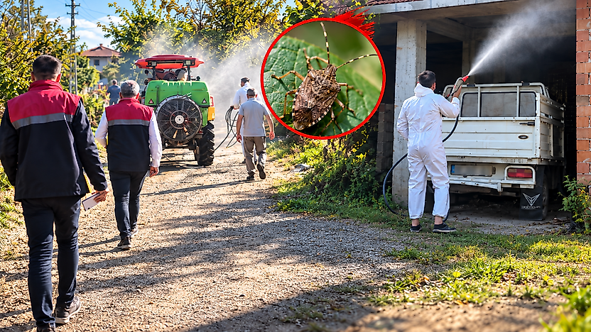 Çarşamba'da kahverengi kokarca alarmı! İlaçlama başladı